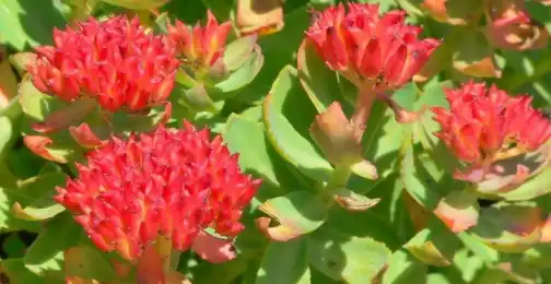 Unlock the Power of Rhodiola Rosea Extract Powder